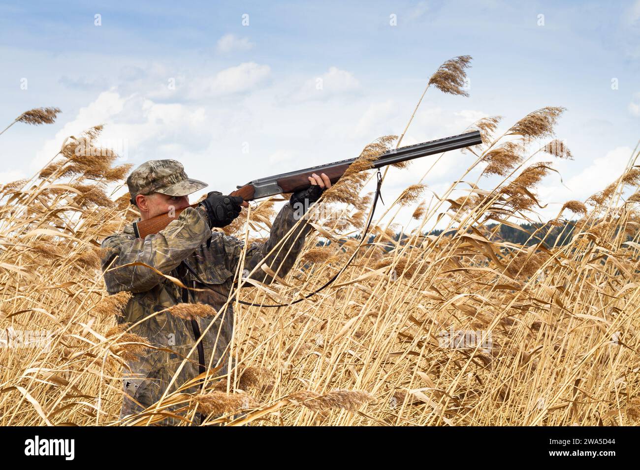 In late autumn, the grass turned yellow on the shore of the lake. The duck hunter takes aim with his shotgun. He stands in the tall reeds. Stock Photo