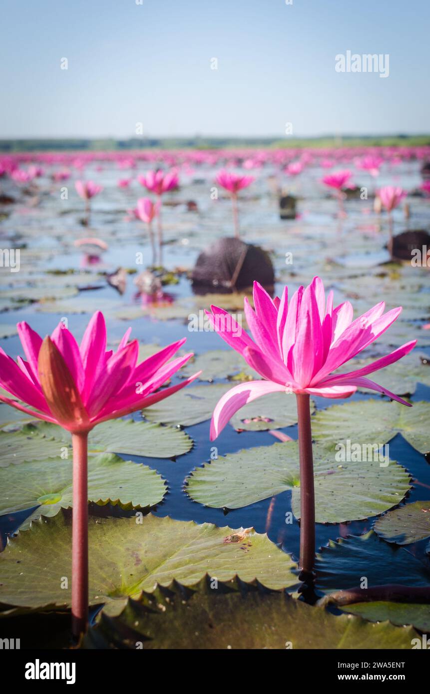 Beautiful lotus at Red Lotus Lake, Udon thani, Thailand Stock Photo