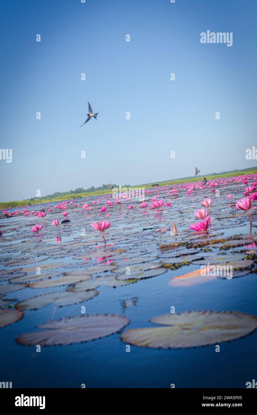 Birds flying over lotus at Red Lotus Lake, Udon thani, Thailand Stock Photo