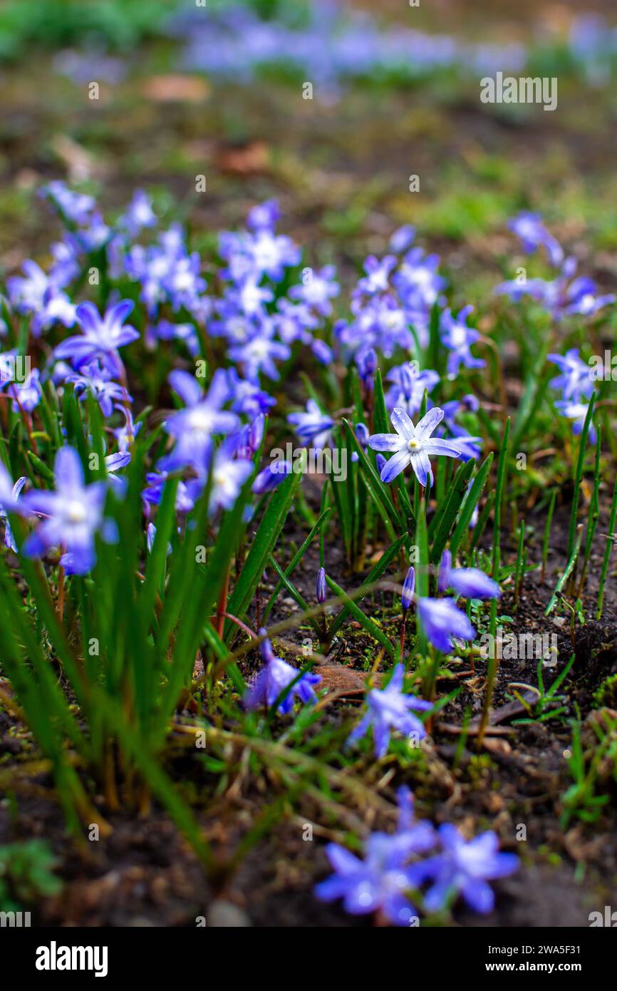 Bouquets of blue scillas in a clearing in early spring Stock Photo