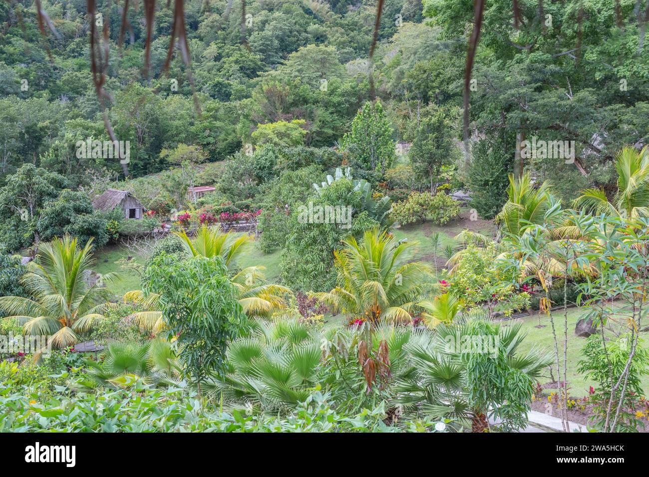 Gardens of the Savane aux esclaves at 3 îlets, Martinique. Exotic