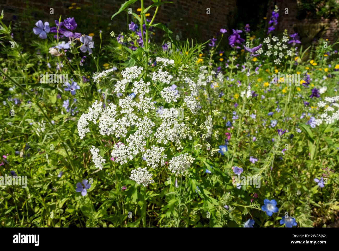 Close up of mixed wildflowers wild flowers in a cottage garden border