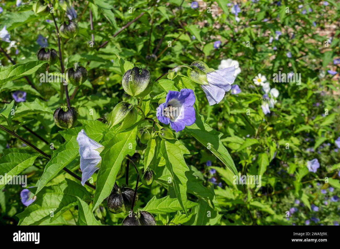 Close up of blue Shoo fly nicandra physalodes plant flowers flowering in a summer border England UK United Kingdom GB Great Britain Stock Photo