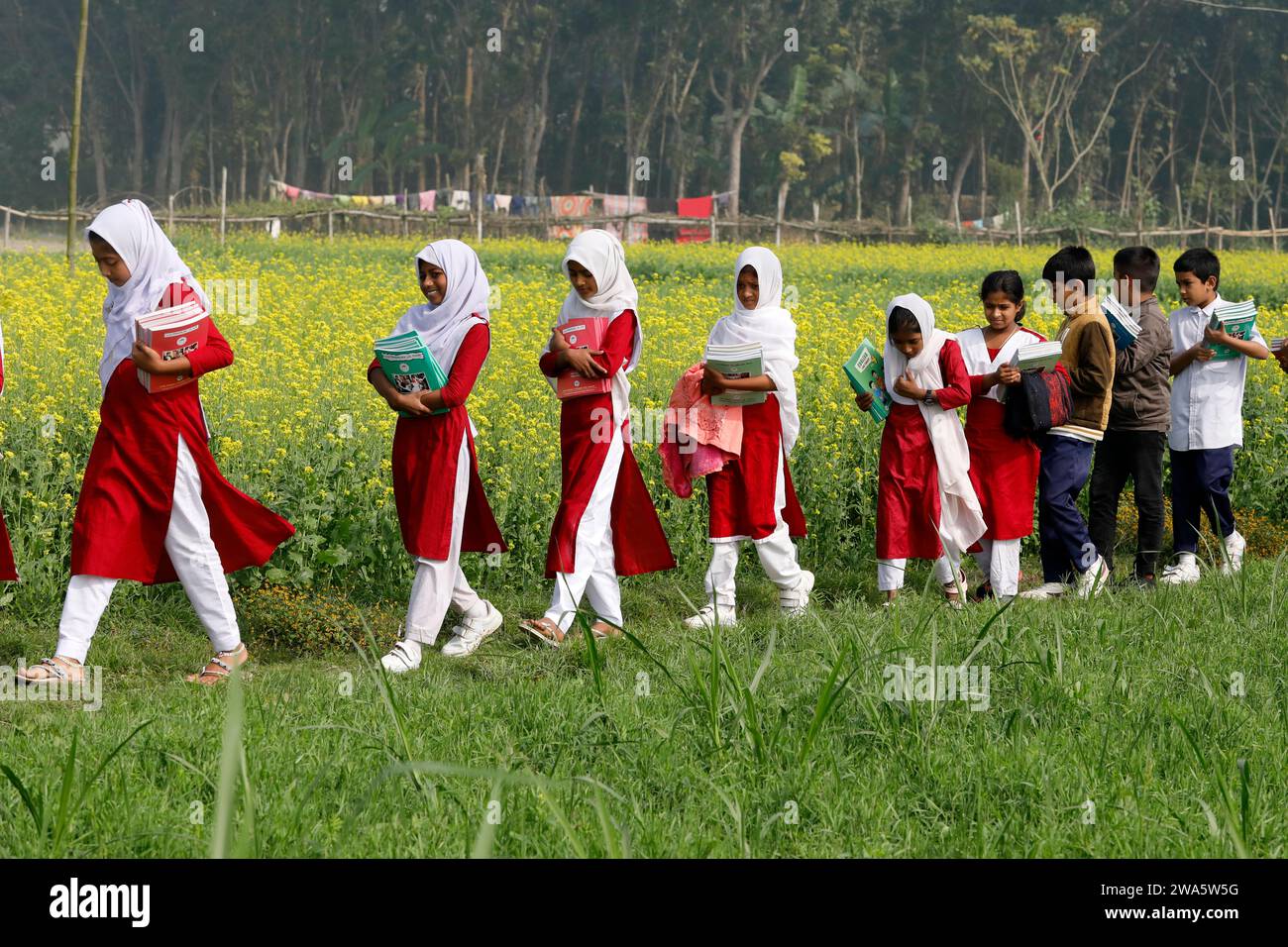 Manikganj, Bangladesh - January 01, 2024: Bangladeshi primary students returning home through a mustard field after receiving new textbooks at Singair Stock Photo