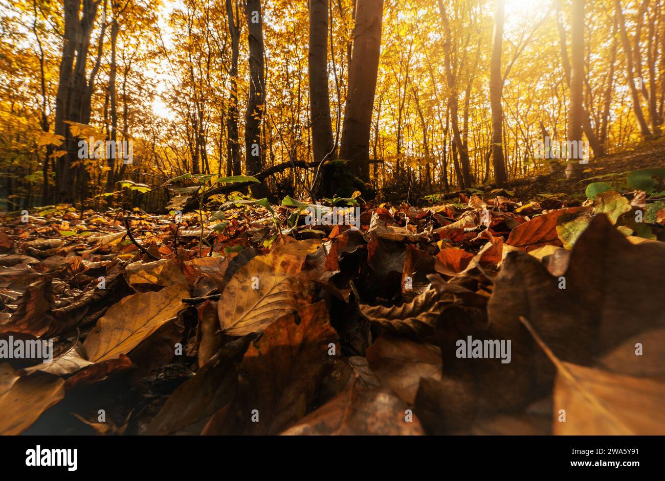 Fall Foliage. Scenic Autumn Woodland Landscape. Ground Level Angle ...