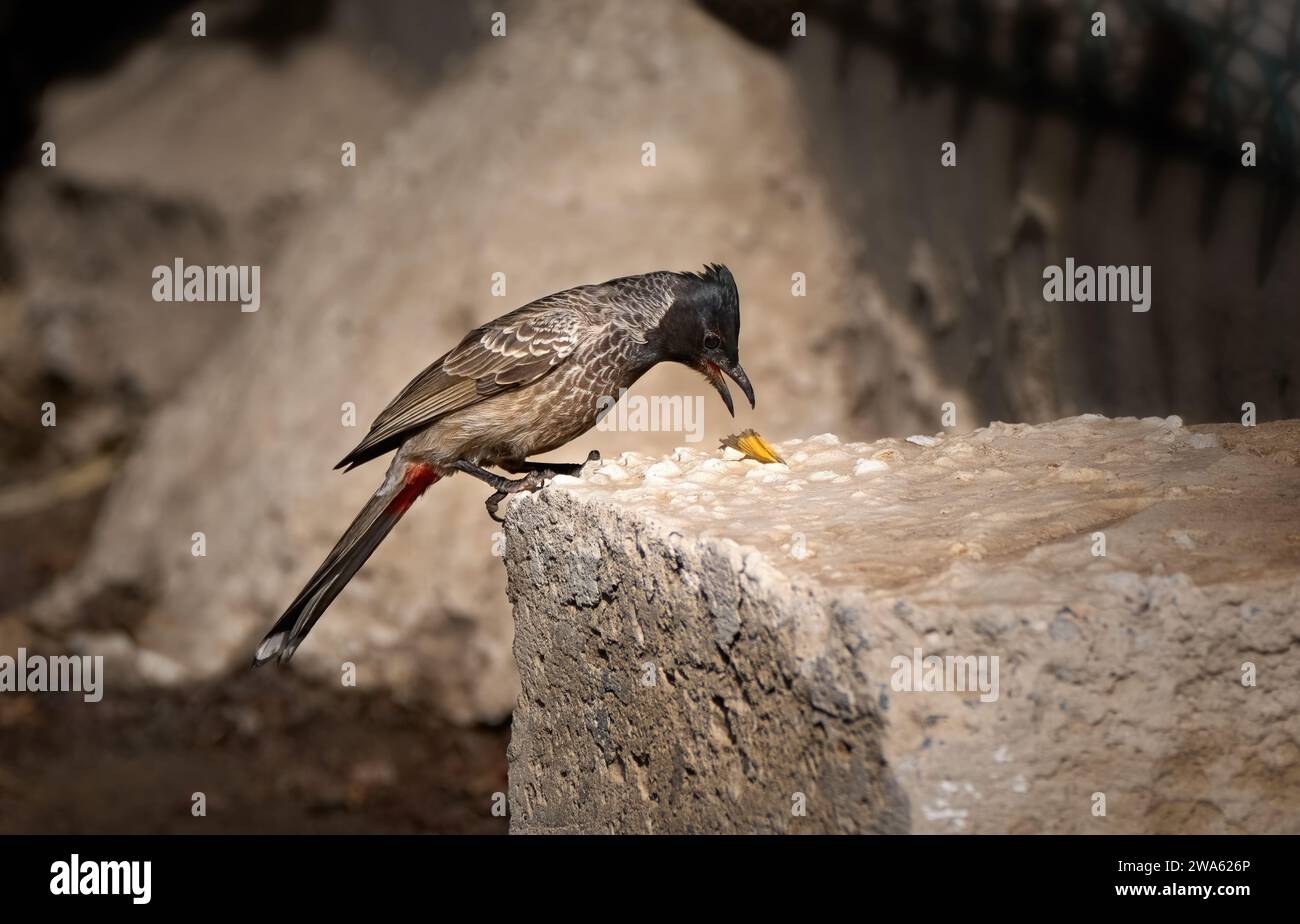 Red-vented bulbul (Pycnonotus cafer) eating a piece of a yellow bloom Stock Photo