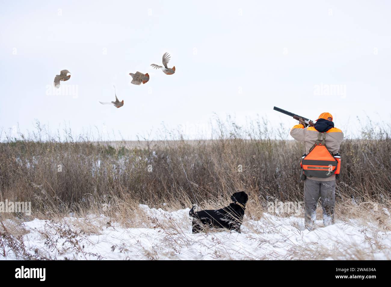 A hunter shooting at Hungarian Partridge on a snowy day in North Dakota