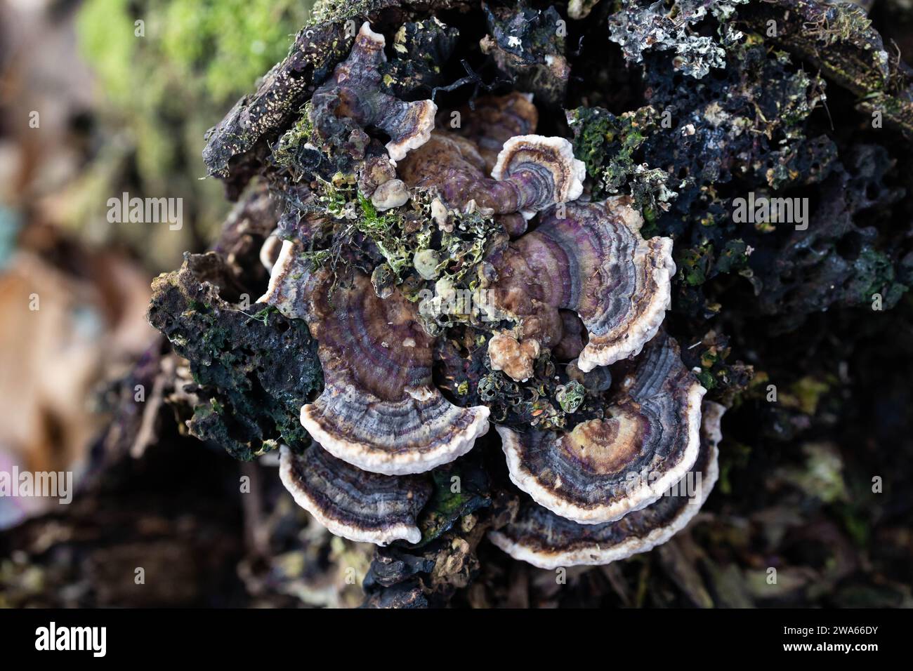 Tree Fungus with Lichen on Tree Trunk Stock Photo