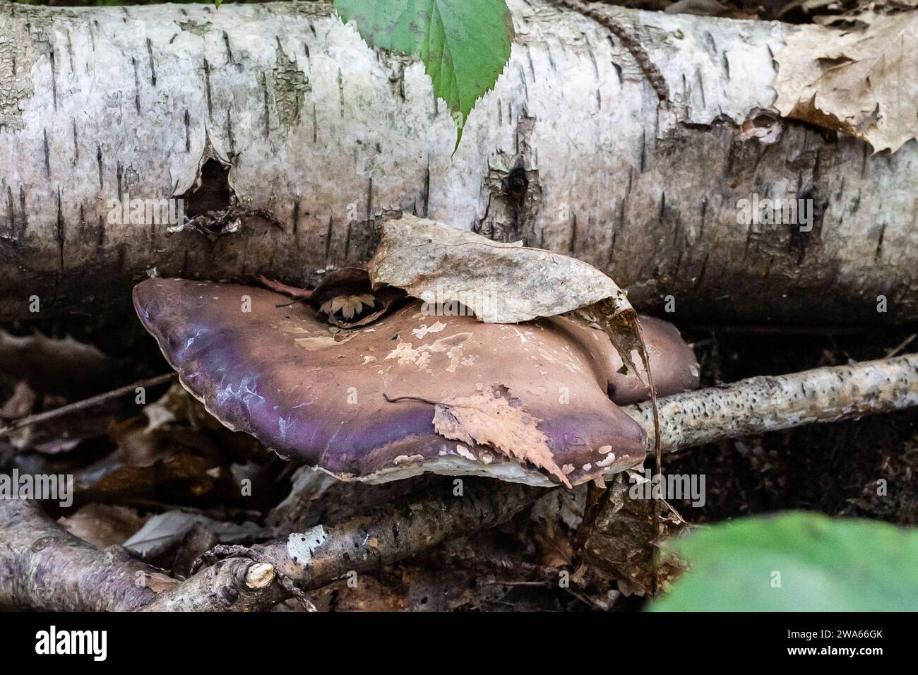 Silver Birch with Purple Wild Mushroom Stock Photo