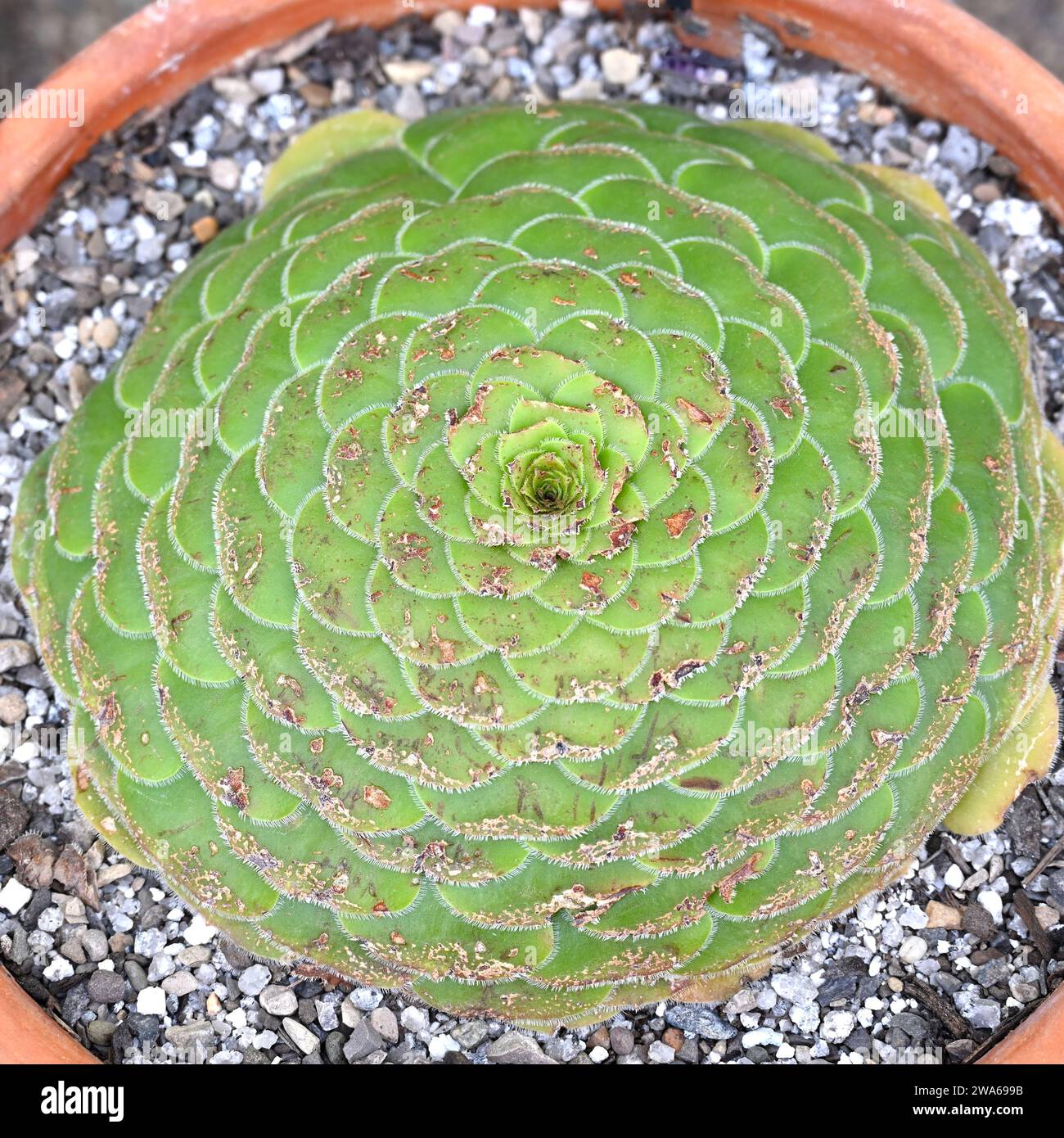 Flat topped Aeonium tabuliforme, or Dinner plate Aeonium growing in pot in UK glasshouse September Stock Photo