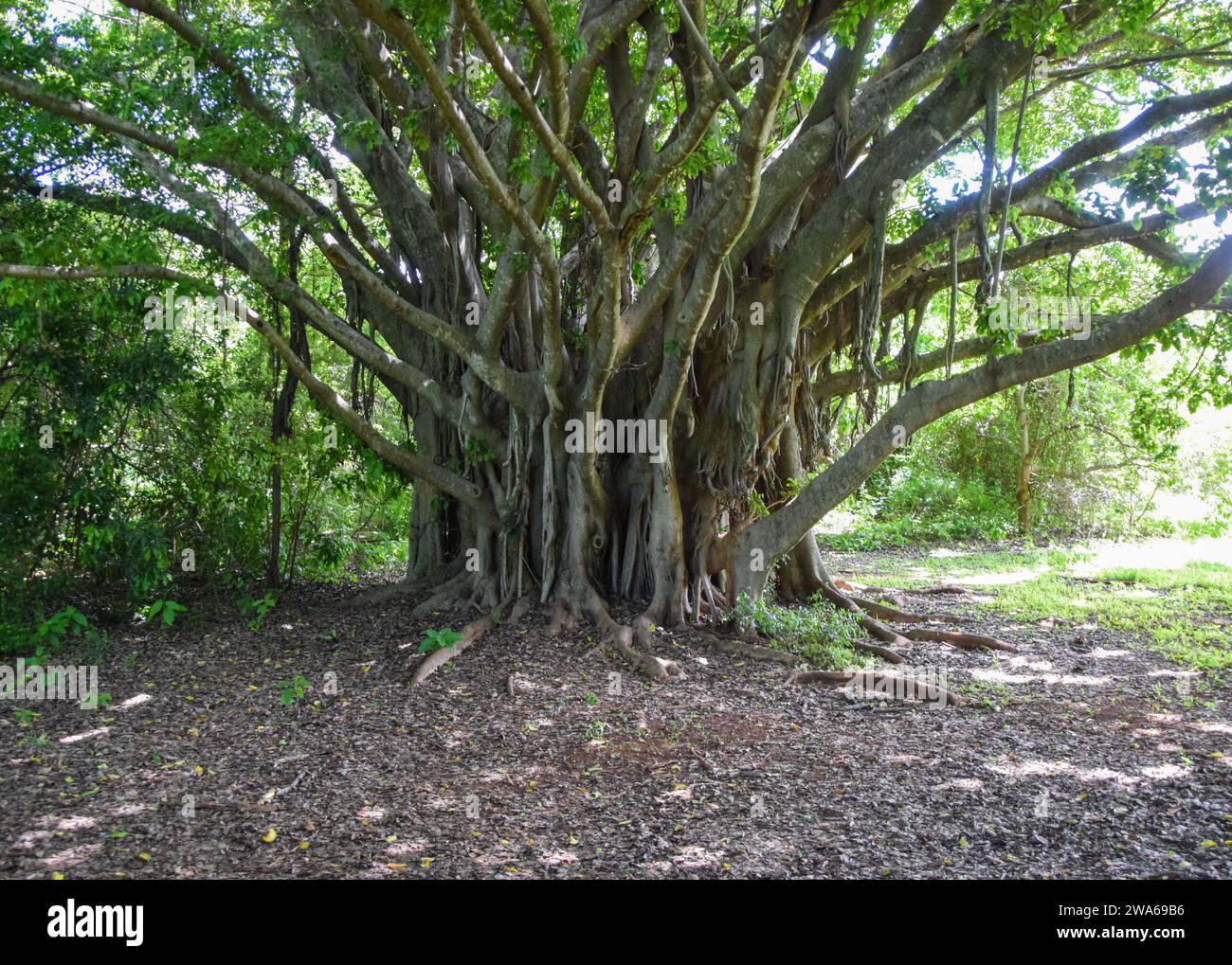 Ficus chirindensis fig tree in Zimbabwe. Credit: Vuk Valcic/Alamy Stock Photo