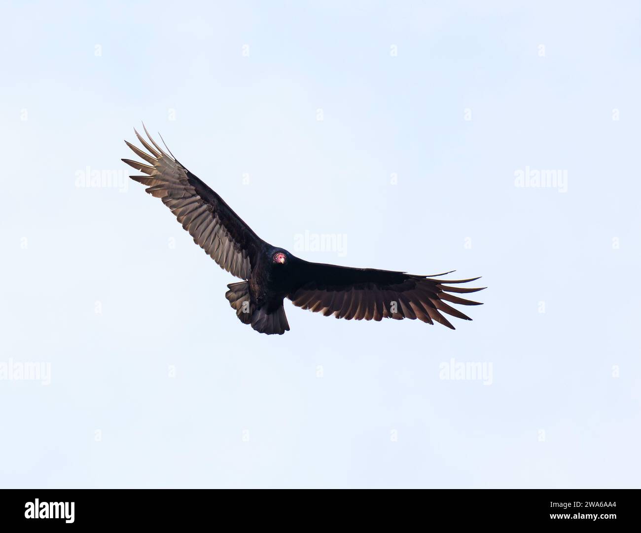 Turkey vulture flying in blue sky with wings spread wide Stock Photo