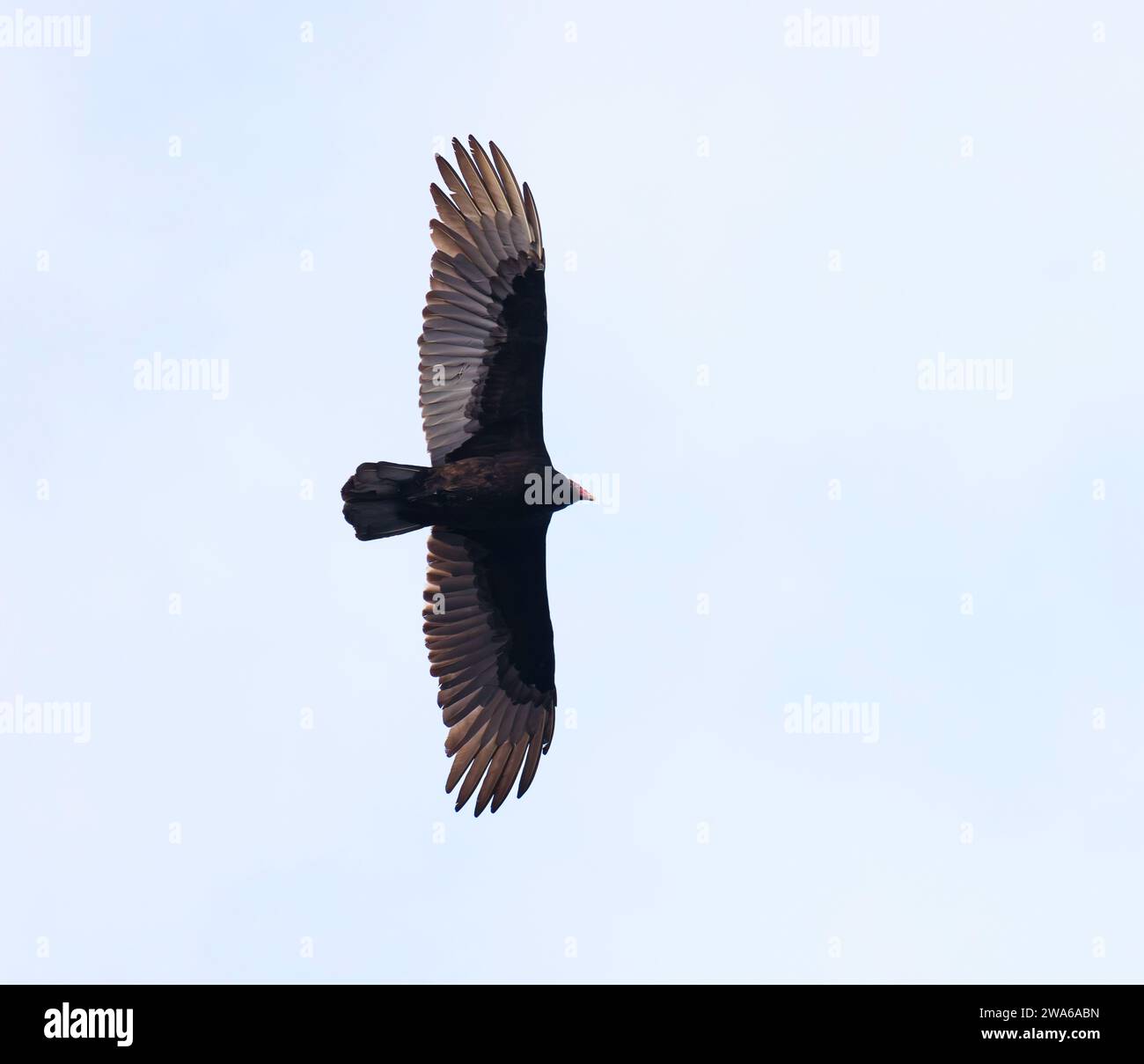 Turkey vulture flying in blue sky with wings spread wide Stock Photo