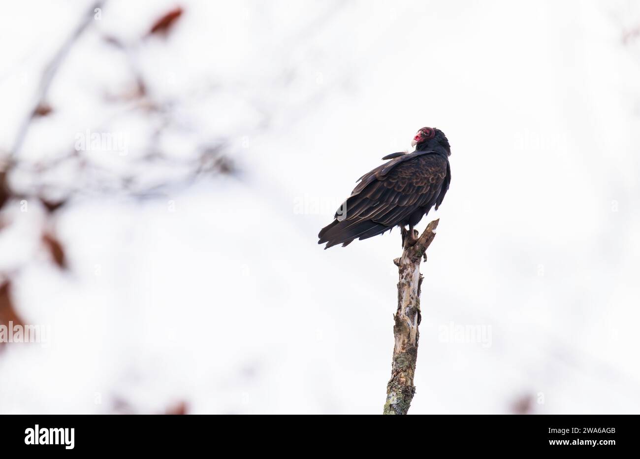 Hairless wild animal hires stock photography and images Alamy