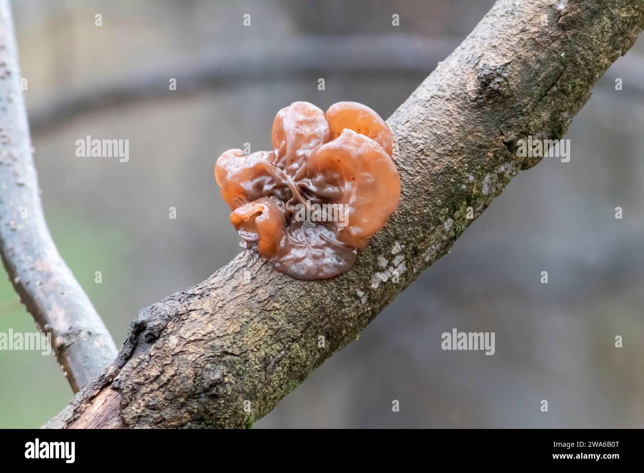 Close-up of a parasitic fungus leafy brain  (Phaeotremella foliacea) growing on a thin dead branch in winter Stock Photo