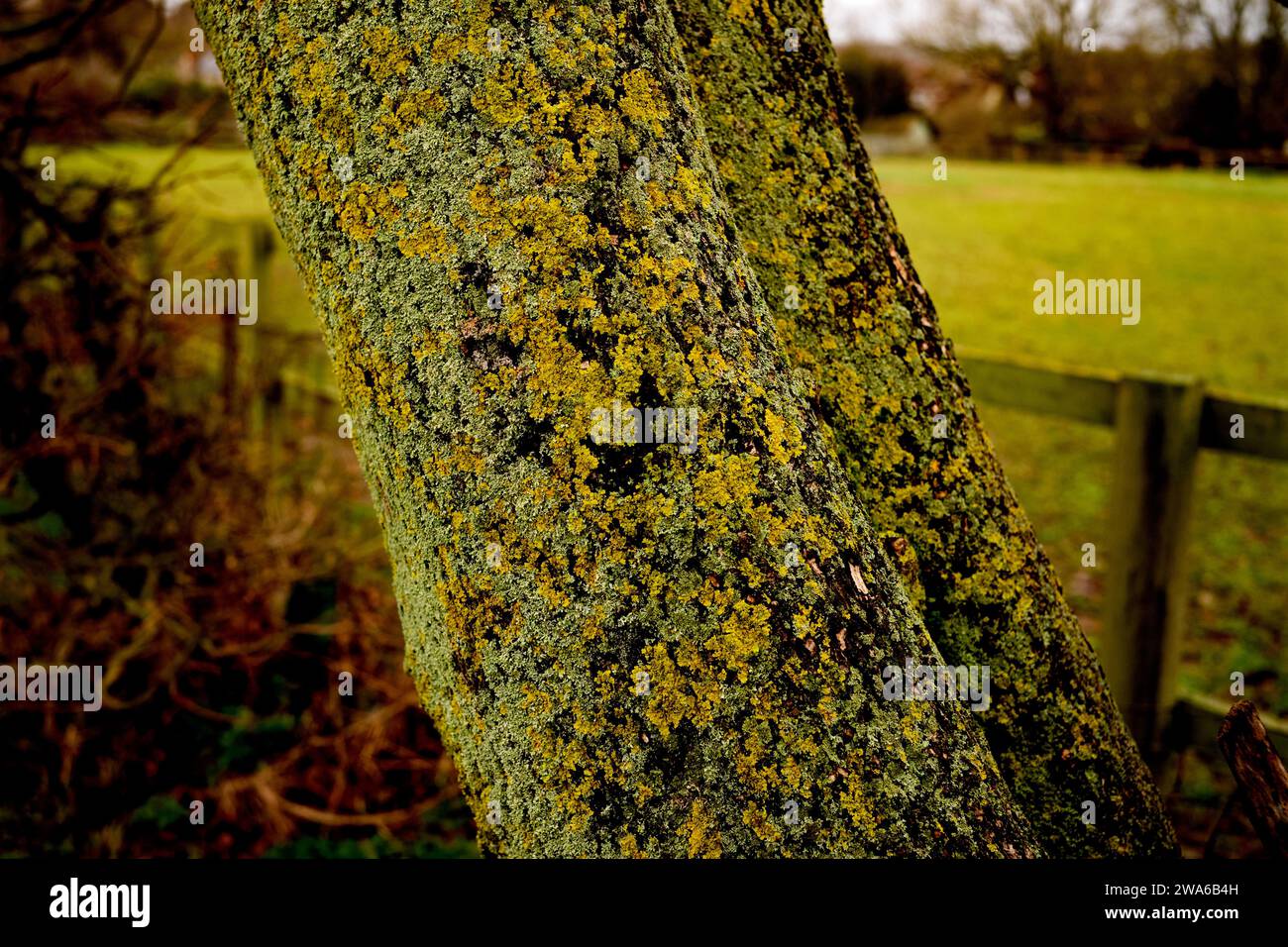 Lichen uk winter tree hi-res stock photography and images - Alamy