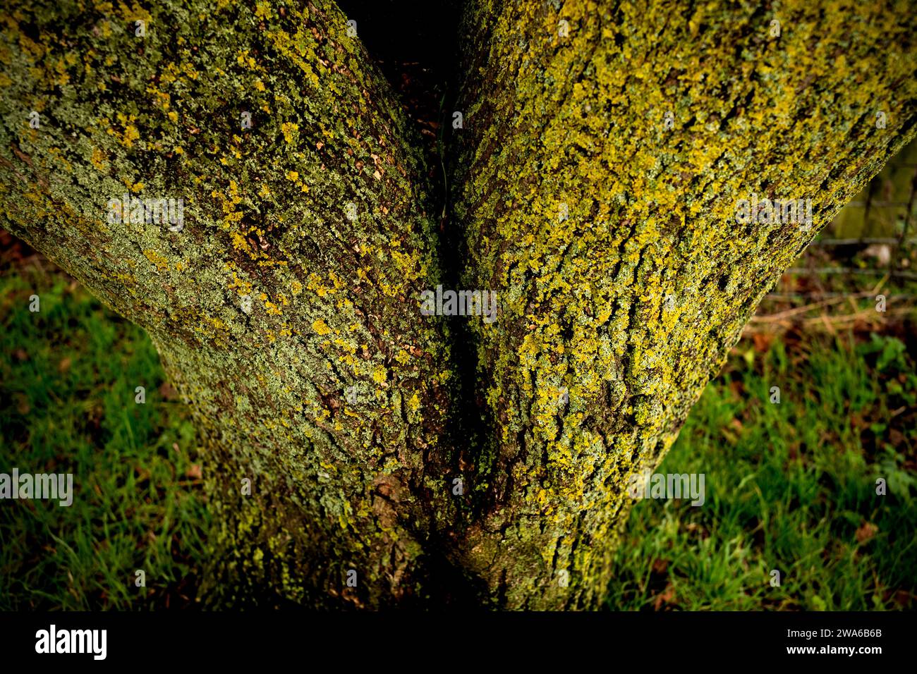 Lichen uk winter tree hi-res stock photography and images - Alamy