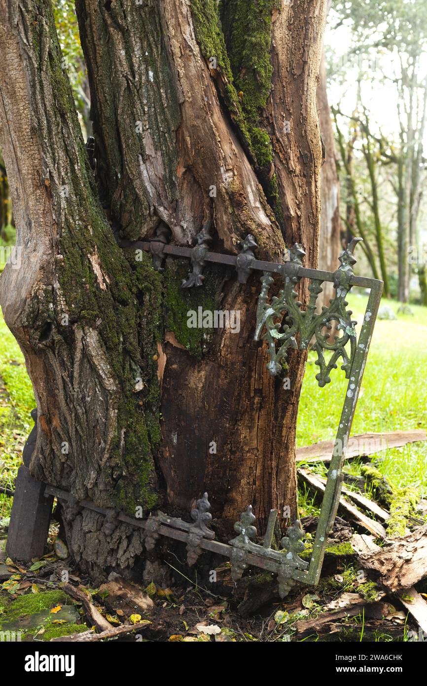 An old metal fence that has been absorbed by a tree. Stock Photo