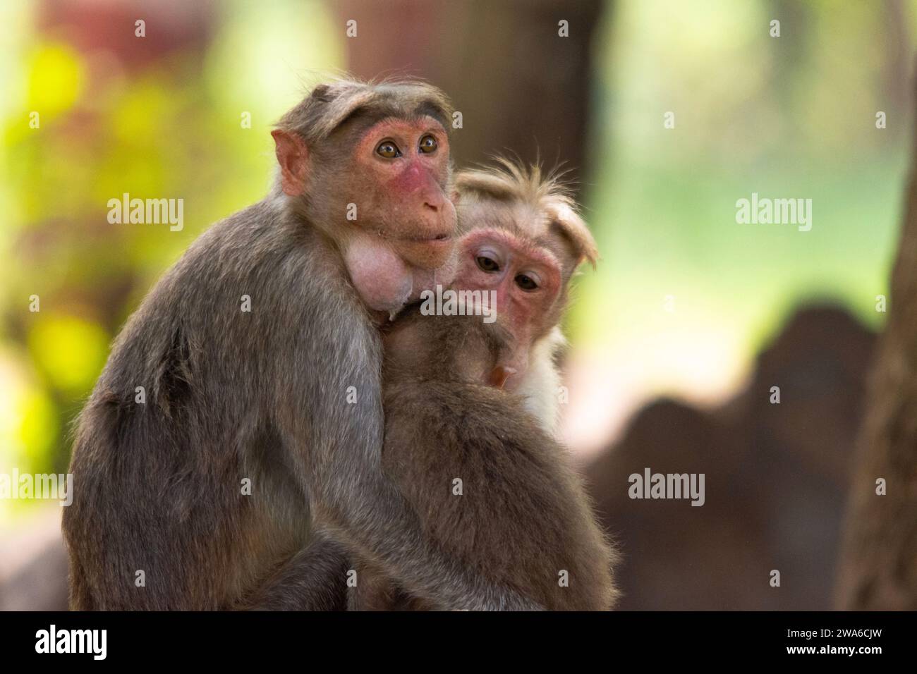 Monkeysanctuary hi-res stock photography and images - Alamy