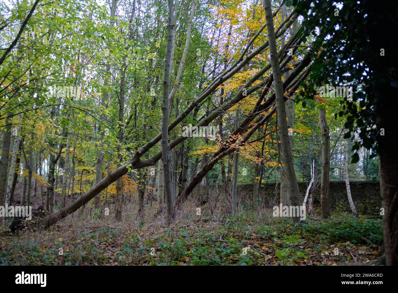 Fallen trees in woodland, Autumnal rural scene, Womersley, North Yorkshire, UK Stock Photo