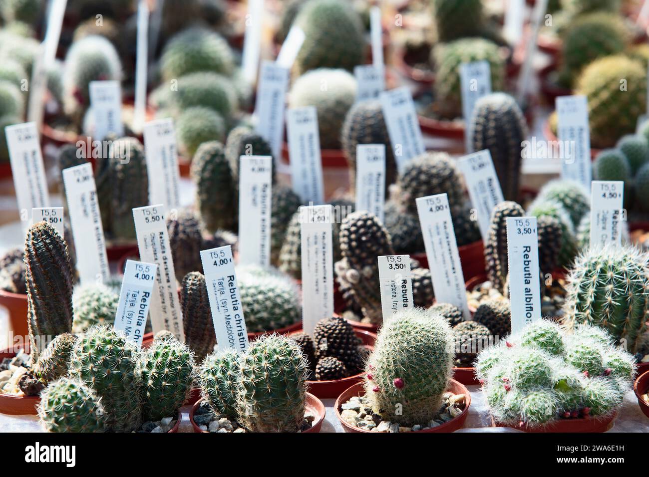 Collectible cactus for sale, Cactaceae. Ornamental succulent plant. Stock Photo