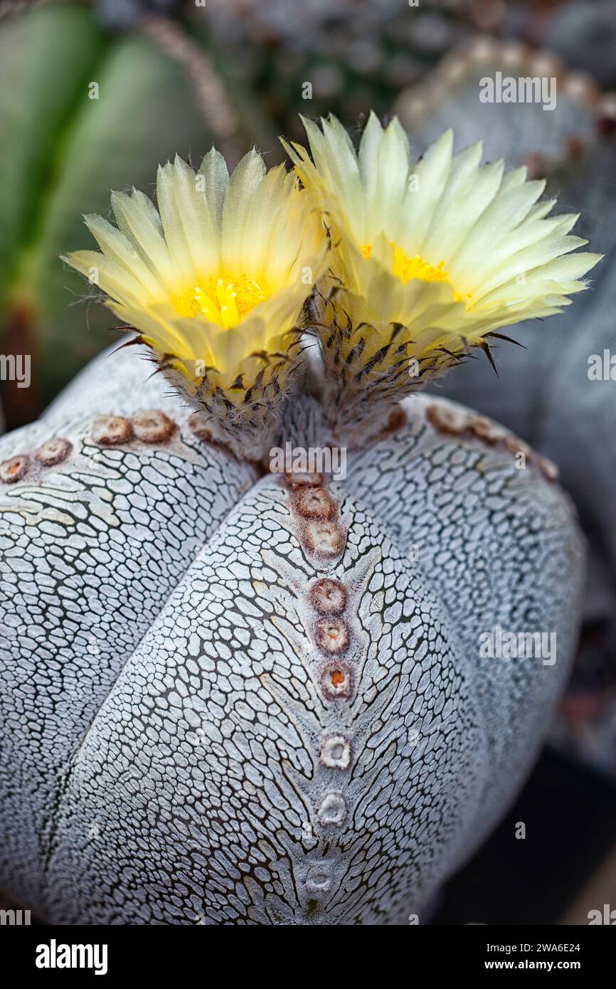 Bishop's cap cactus (Astrophytum myriostigma), Cactaceae. Ornamental succulent plant. rare cactus. globular shape, yellow flower. Stock Photo