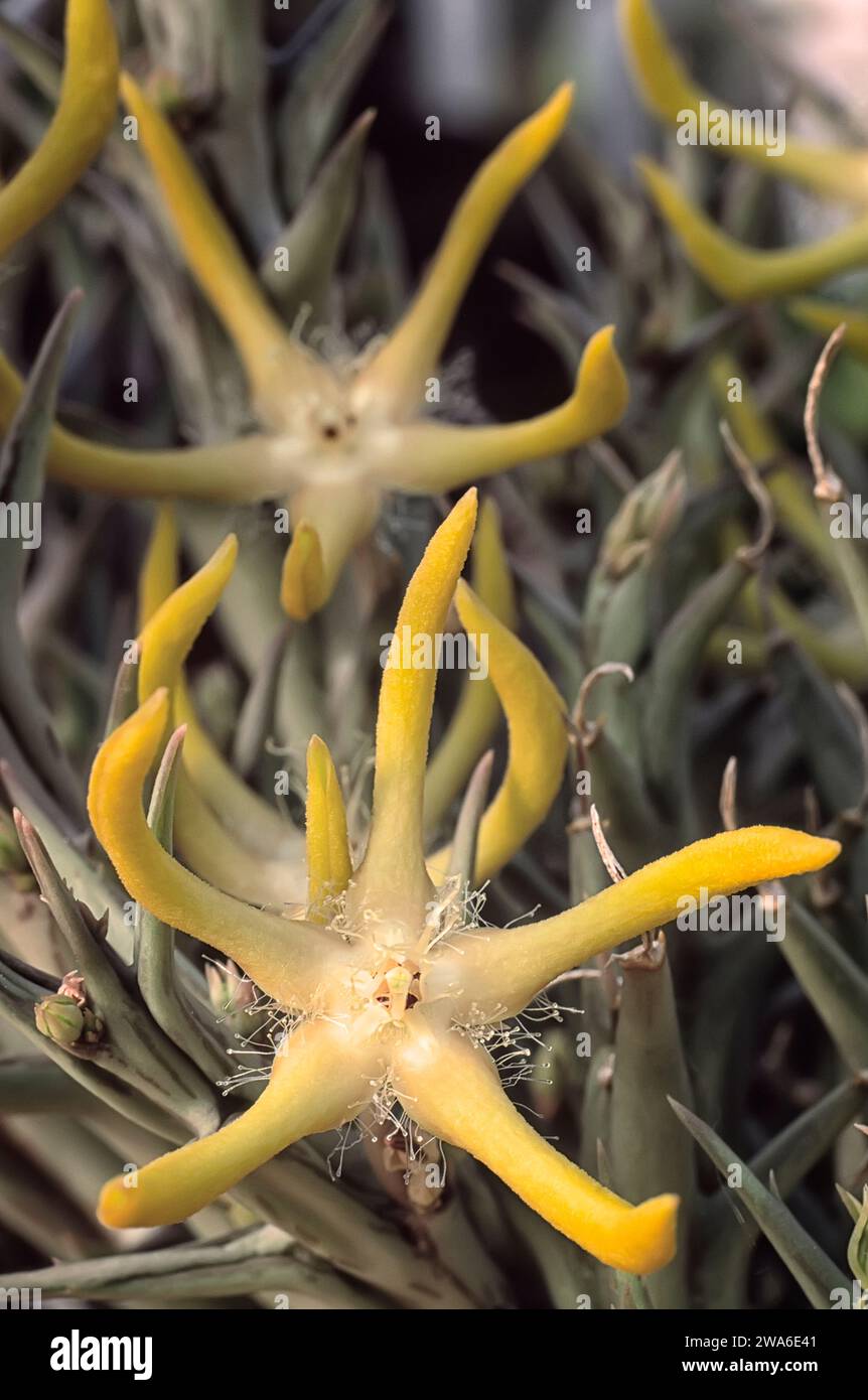 Orbea rogersii, Apocynaceae. Unusual succulent plant. Rare herb of desert. red flower. Stock Photo
