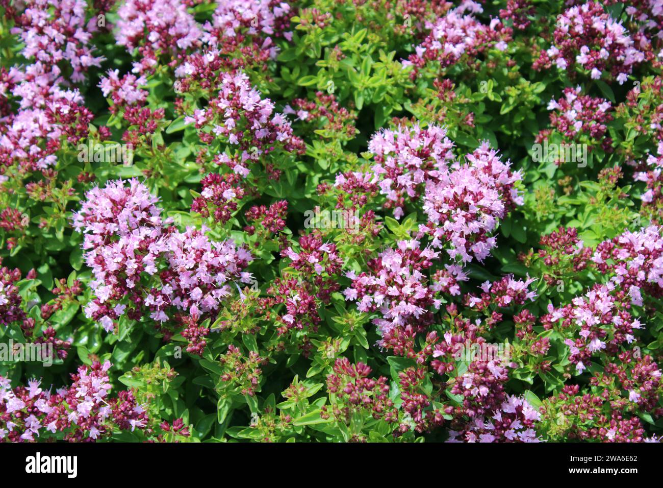 Flowering Compact Oregano (Origanum vulgare 'Compactum') plants. Stock Photo