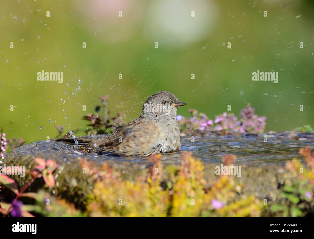 Dunnock Prunella modularis, bathing in garden birdbath, County Durham, England, UK, September. Stock Photo