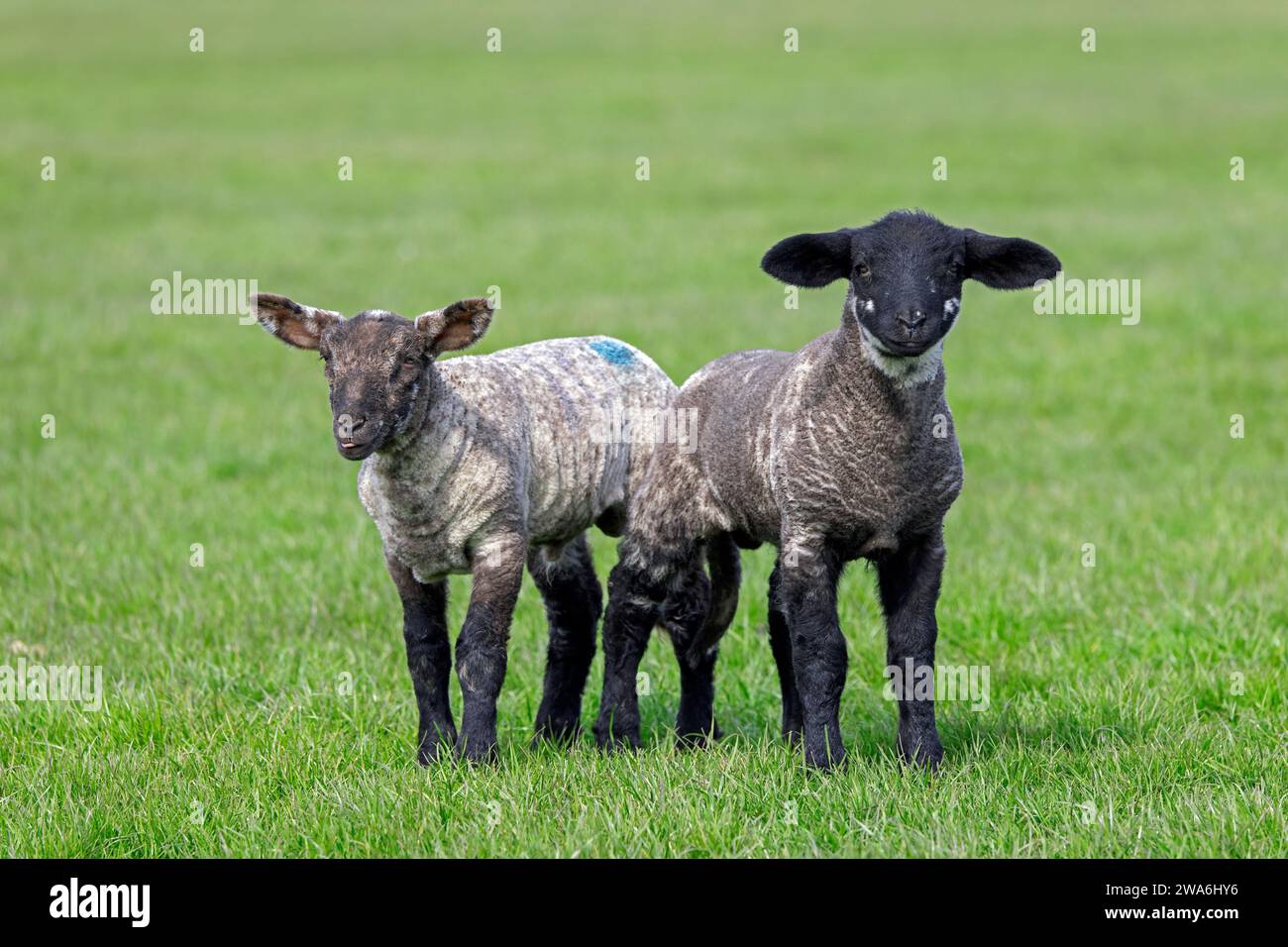Two black and white lambs of domestic sheep in meadow / field in spring, Schleswig-Holstein, Germany Stock Photo