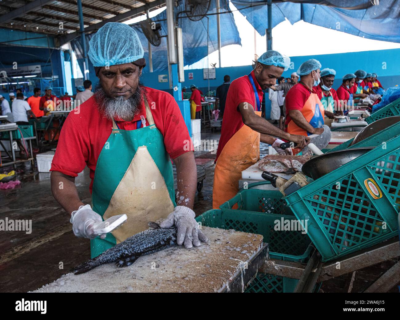 Group of Men processing fish, Jeddah, Saudi Arabia Stock Photo Alamy
