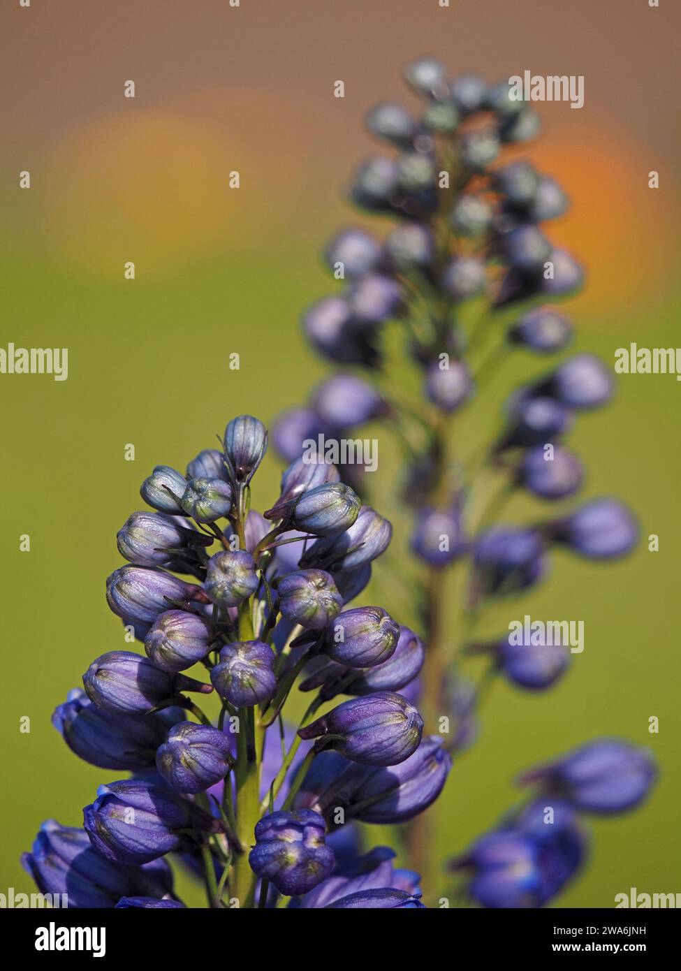 artistic differential focus image of cultivated Dark Blue & White Bee Delphinium buds - out of focus repetition in soft pastel green orange background Stock Photo