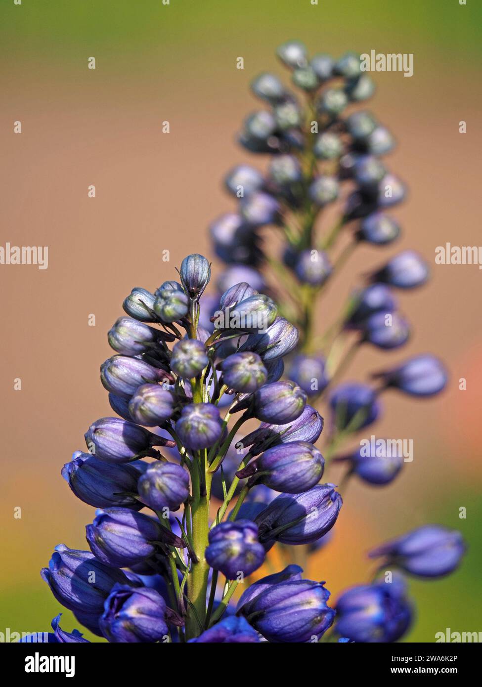 artistic differential focus image of cultivated Dark Blue & White Bee Delphinium buds - out of focus repetition in soft pastel green orange background Stock Photo