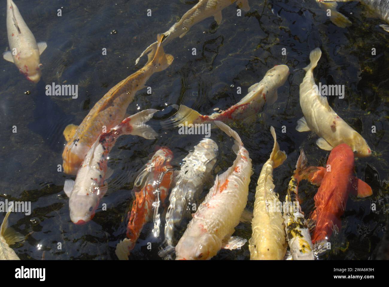 Maui .Hawaii islands ,USA   colourful fish in pond        11 January 2015        hoto by Francis Joseph Dean/Deanpictures) Stock Photo
