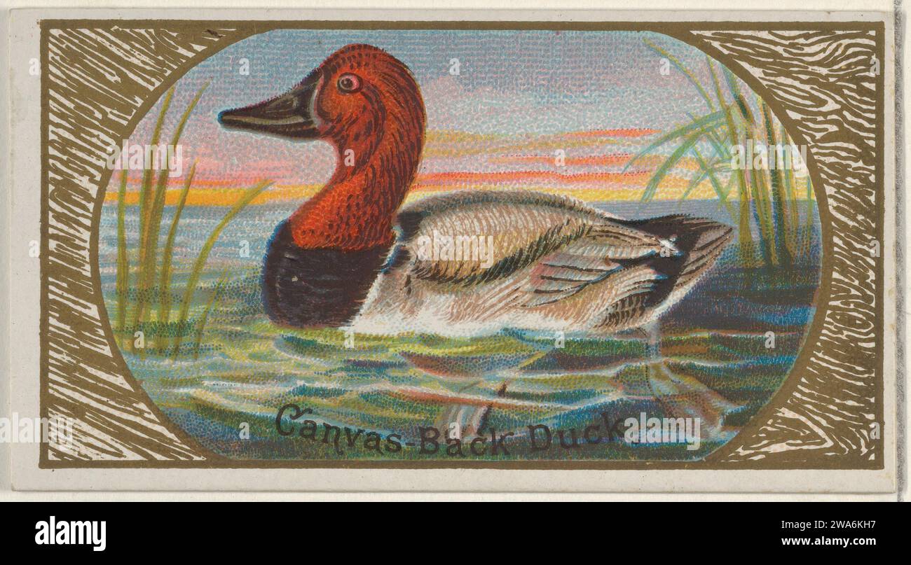 Canvas-Back Duck, from the Game Birds series (N13) for Allen & Ginter Cigarettes Brands 1963 by Allen & Ginter Stock Photo