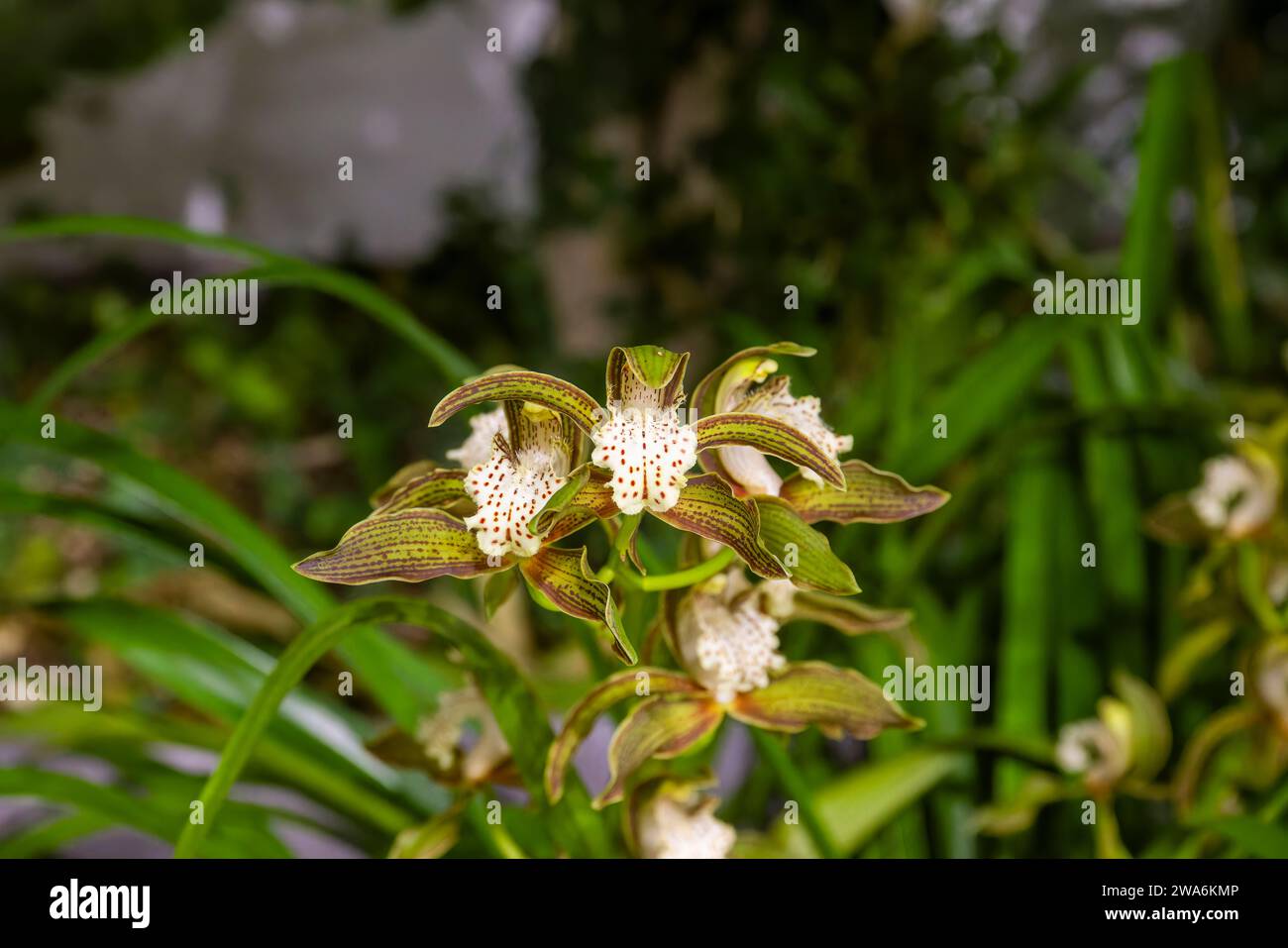 Orchid with flower close-up at exhibition Stock Photo