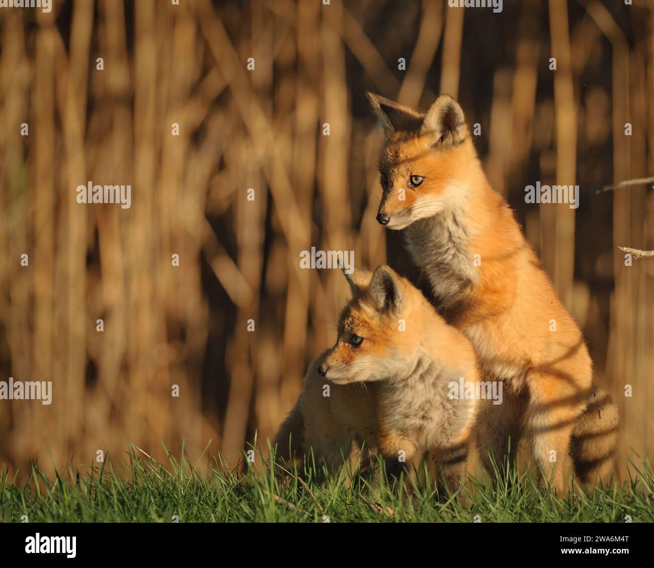 Young Red Fox running down a path Stock Photo - Alamy