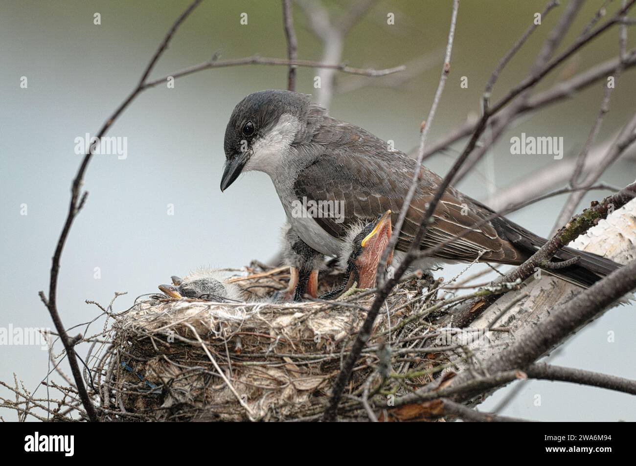 Eastern Kingbird on its nest Stock Photo