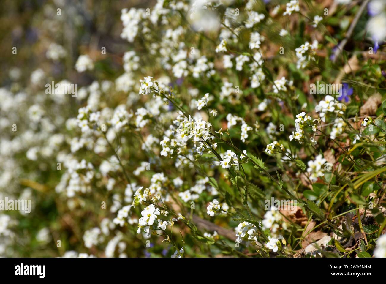 A bunch of white flowers that are growing in a field of grass Stock Photo