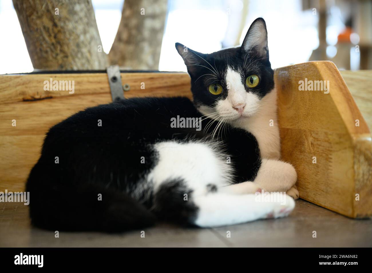 Cute cat relaxing, ideal calendar image Stock Photo