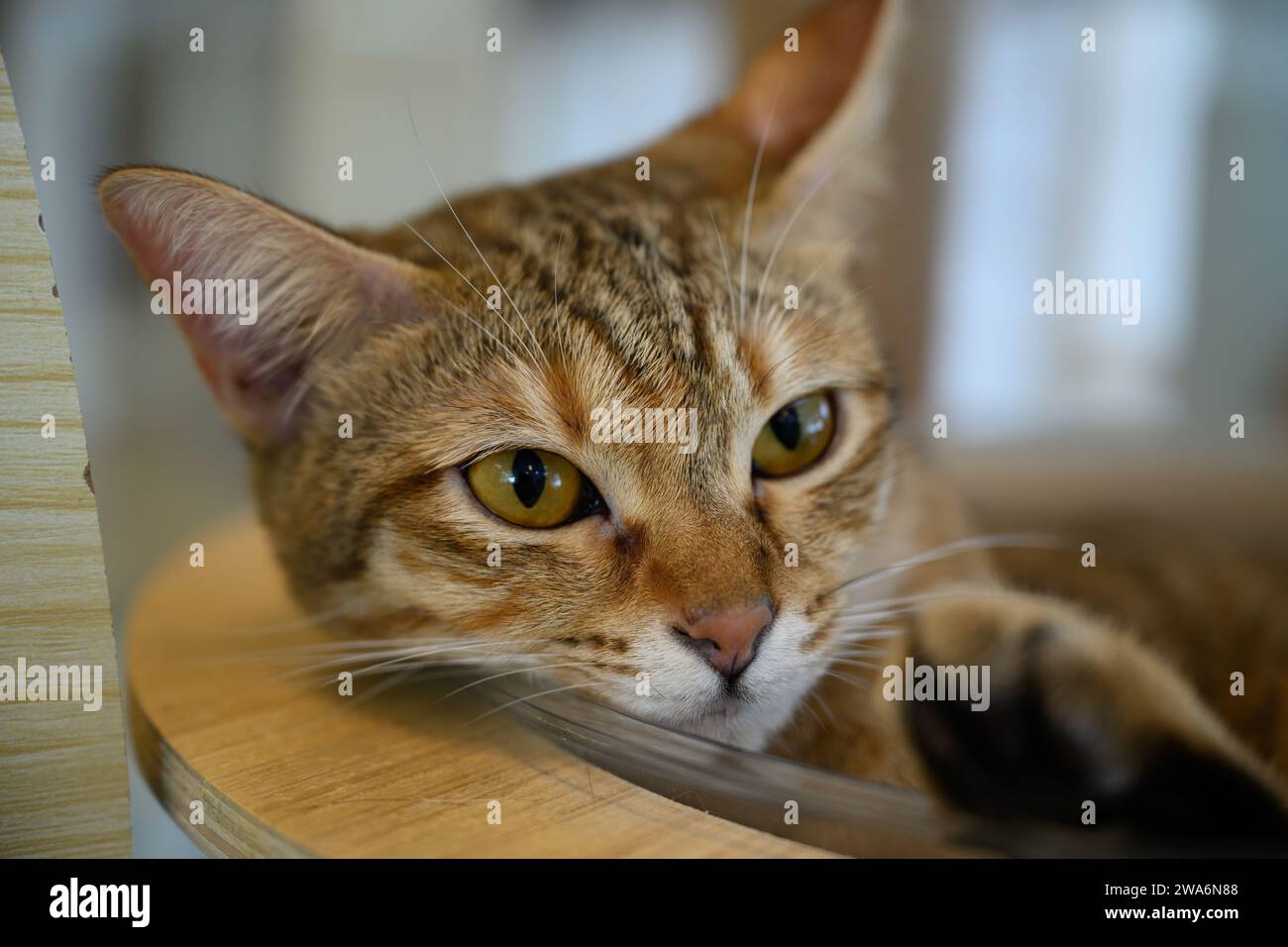 Cute cat relaxing, ideal calendar image Stock Photo