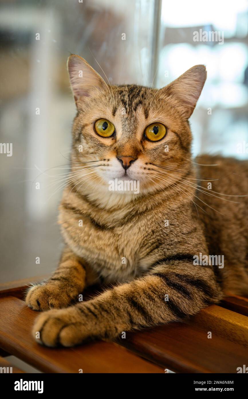 Cute cat relaxing, ideal calendar image Stock Photo