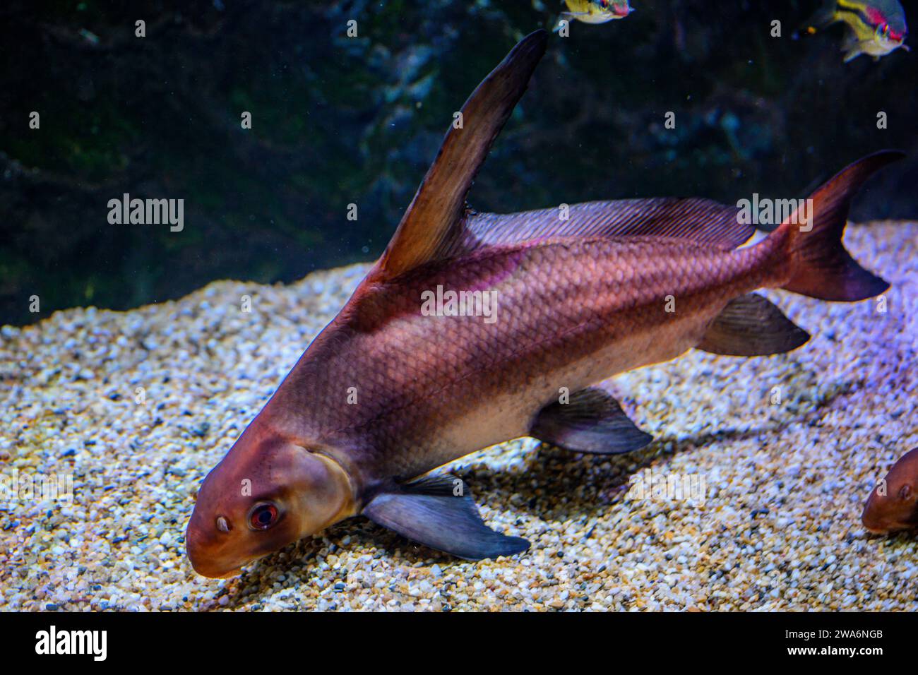 A Chinese High Fin Loach Stock Photo