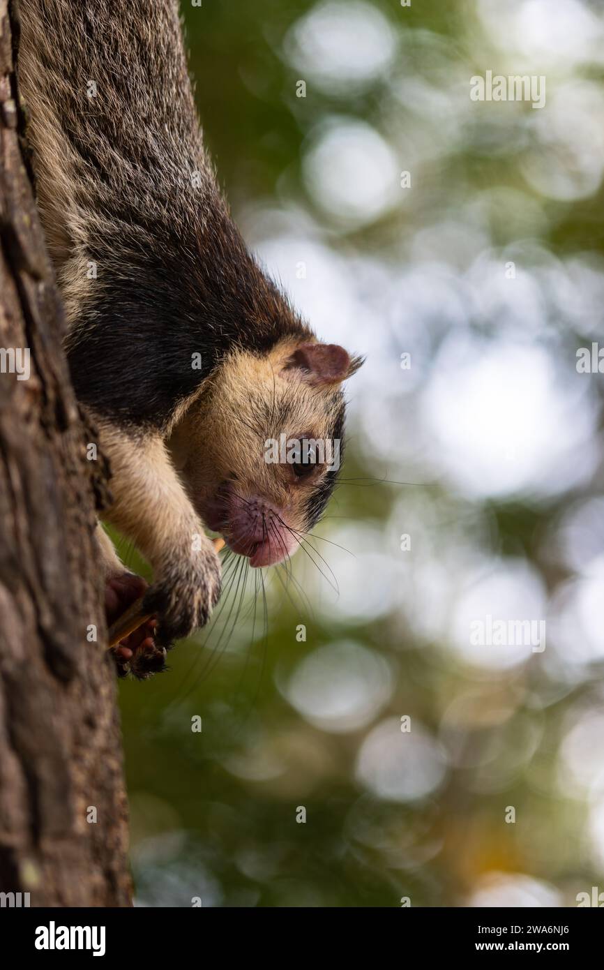 Grizzled giant squirrel or Ratufa Macroura is a giant quirrel living on the indian subcontinent. Here seen eating face down in a tree in Polonnaruwa, Stock Photo