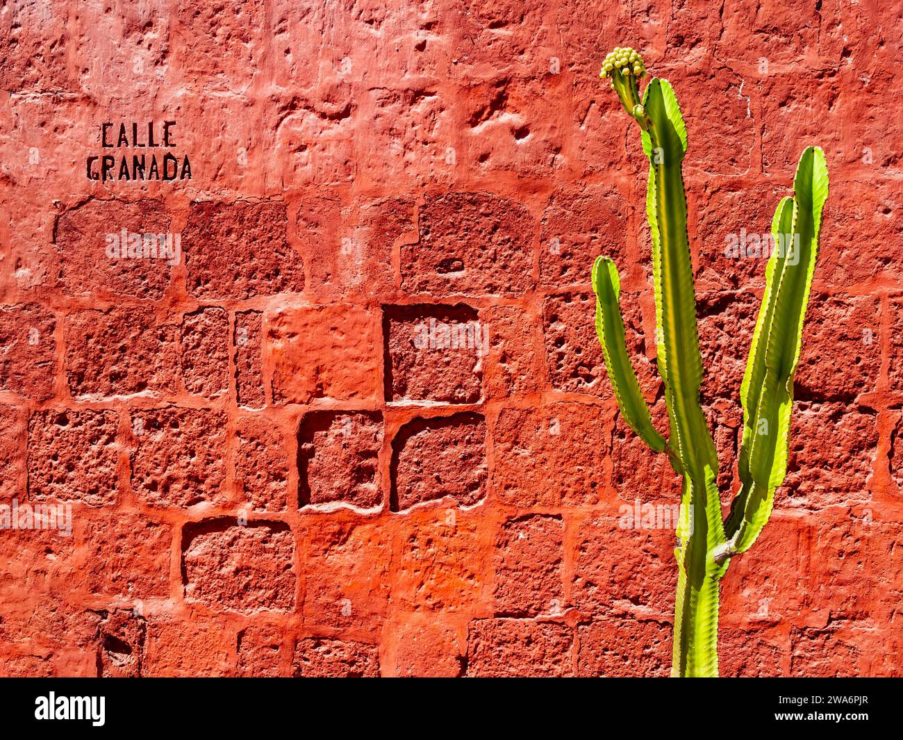 Stunning view of a green cactus over a bright red wall in Santa Catalina monastery, Arequipa, Peru Stock Photo