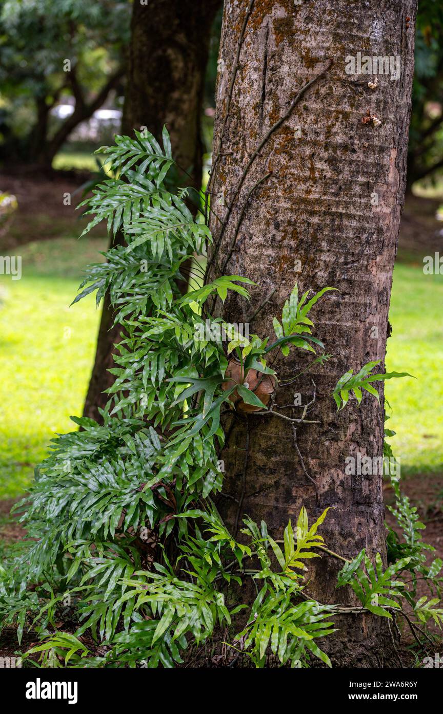 Symbiotic relationship between Epiphytic Orchids and trees, Mauritius