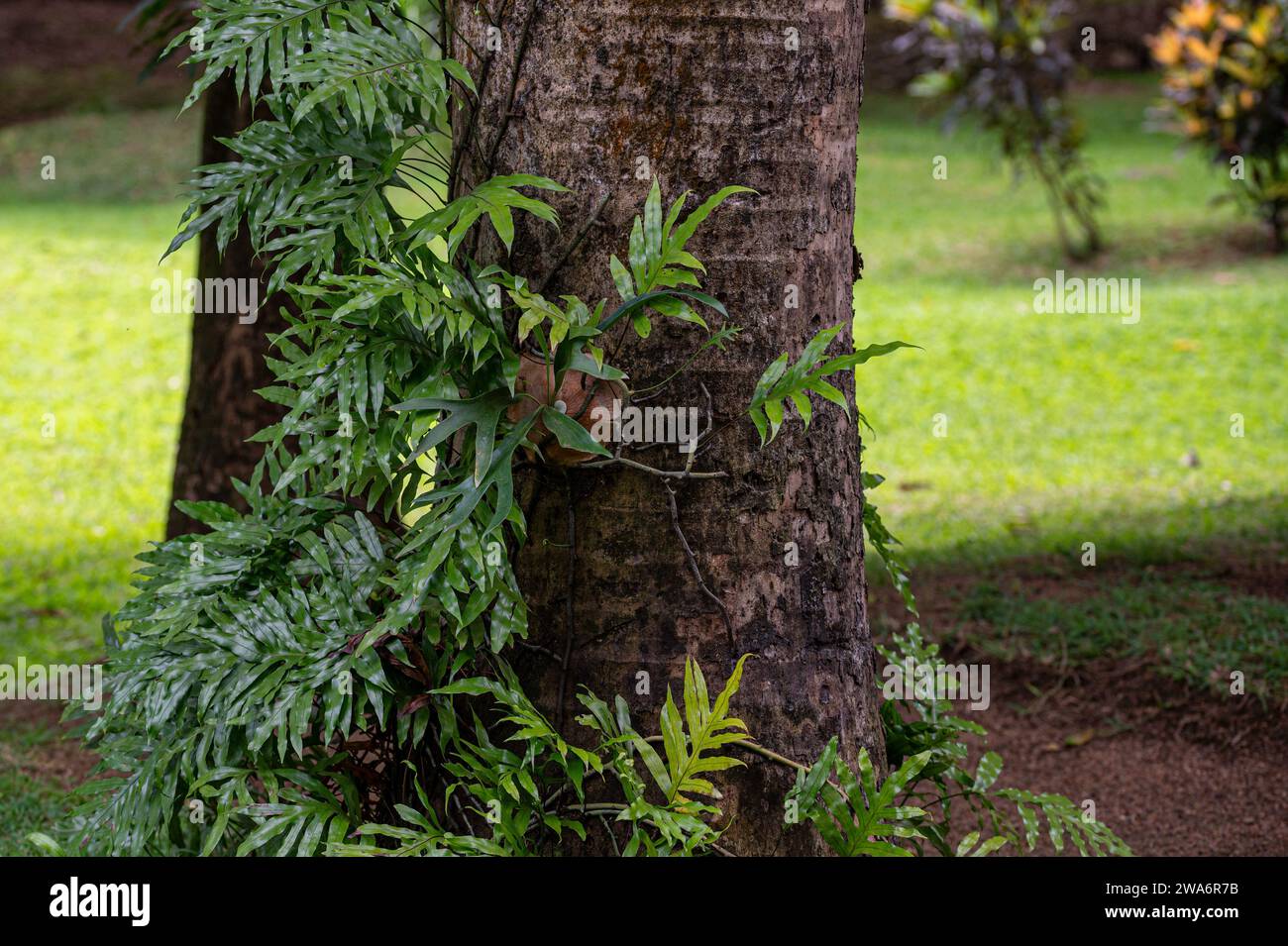 Symbiotic relationship between Epiphytic Orchids and trees, Mauritius