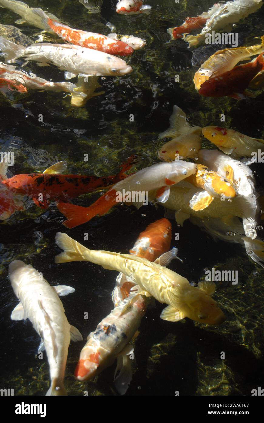 Maui .Hawaii islands ,USA  colourful fish in pond 11 January 2015 hoto by Francis Joseph Dean/Deanpictures Stock Photo