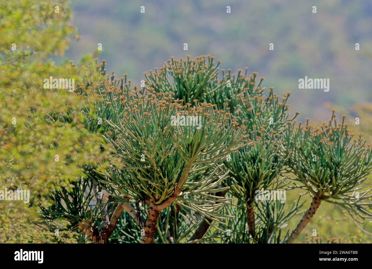 Euphorbia arbuscula is a species of plant in the spurge family (Euphorbiaceae). It is endemic to the archipelago of Socotra in Yemen. Stock Photo