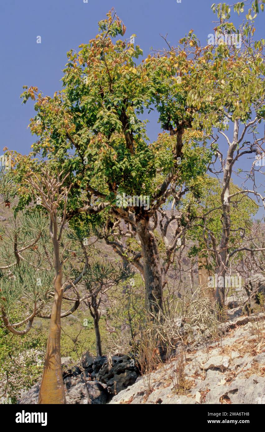 Commiphora myrrha, called myrrh,  African myrrh,  herabol myrrh, Somali myrrhor,[1] common myrrh, is a tree in the Burseraceae family. Stock Photo